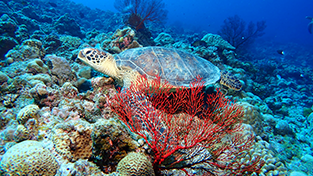 ケラマ諸島の海のウミガメ